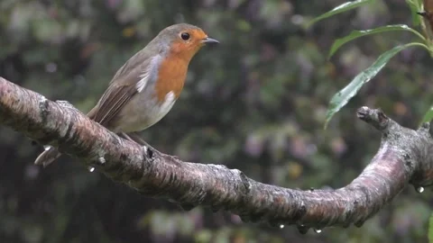 Robin Bird Video stock 229773228
