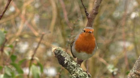 Robin Bird Stock Footage 229773236