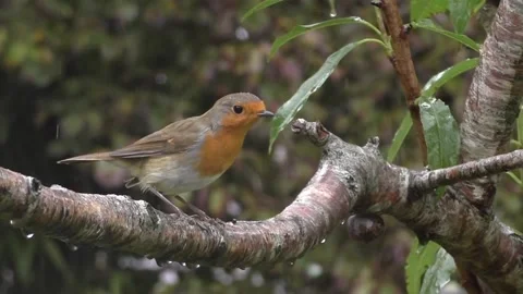 Robin Bird Video stock 229773288