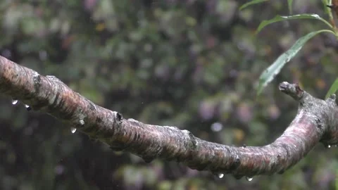 Robin Bird Stock Footage 229773292