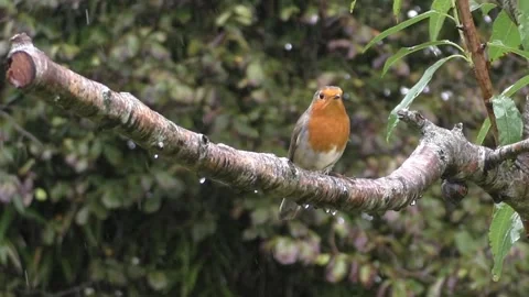 Robin Bird Stock Footage 229773338