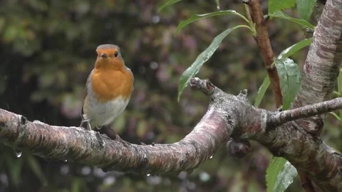 Robin Bird Stock Footage 229773358