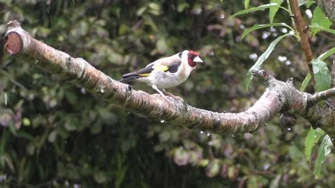 Robin Bird Stock Footage 229773361