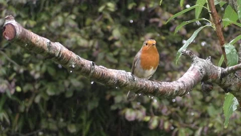 Robin Bird Stock Footage 229773399