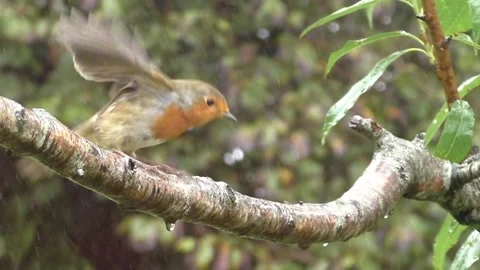 Robin Bird Stock Footage 229773444
