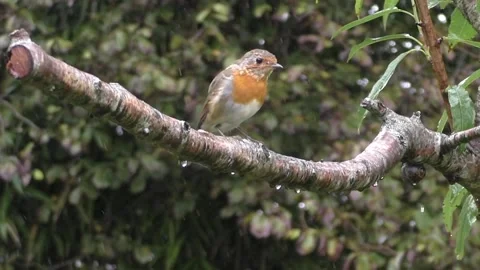 Robin Bird Stock Footage 229773447