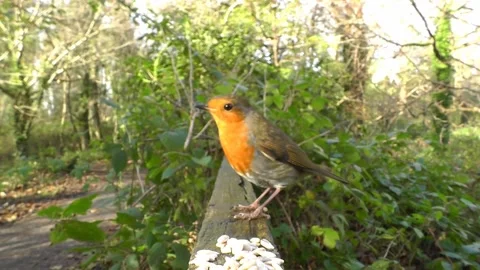 Robin Bird Stock Footage 229773469
