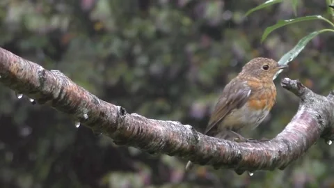 Robin Bird Stock Footage 229773487