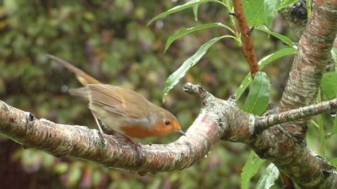 Robin Bird Stock Footage 229773499