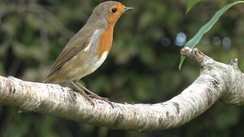 Robin Bird Stock Footage 229773524