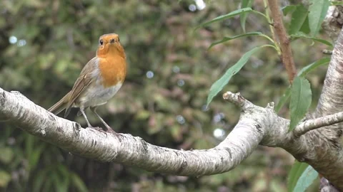 Robin Bird Stock Footage 229773545