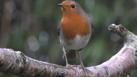 Robin Bird Stock Footage 229773546