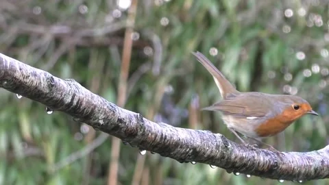 Robin Bird Stock Footage 229773556