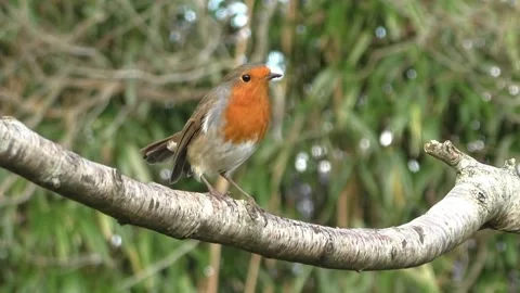 Robin Bird Video stock 229773564
