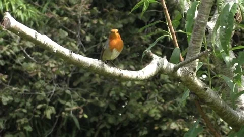 Robin Bird Stock Footage 229773567
