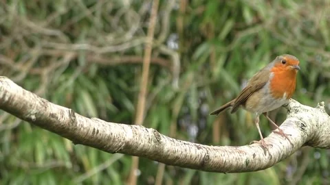 Robin Bird Video stock 229773573