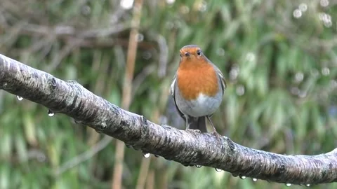 Robin Bird Stock Footage 229773579