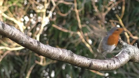 Robin Bird Stock Footage 229773590