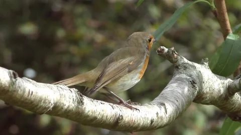 Robin Bird Stock Footage 229773592