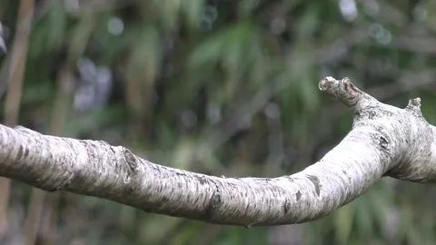 Robin Bird Stock Footage 229773597