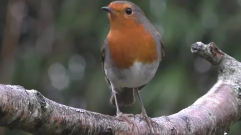 Robin Bird Video stock 229773601