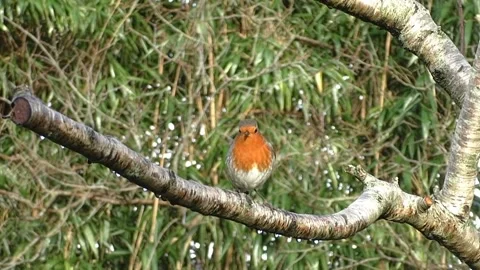 Robin Bird Video stock 229773604