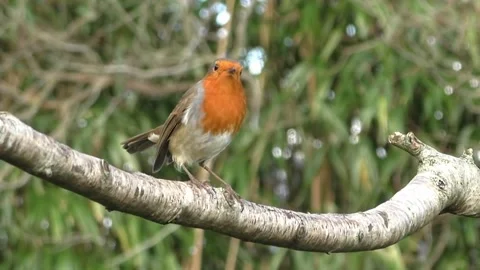 Robin Bird Stock Footage 229773609