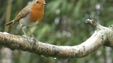 Robin Bird Stock Footage 229773615