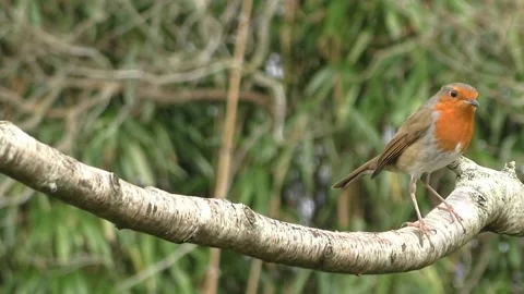 Robin Bird Stock Footage 229773616