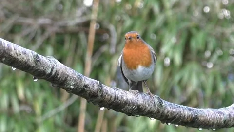 Robin Bird Video stock 229773627