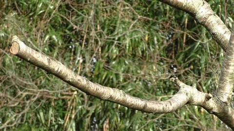 Robin Bird Stock Footage 229773653