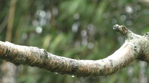 Robin Bird Stock Footage 229773668