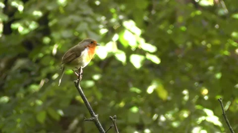 Robin Bird in the Garden Stock Footage 229707705