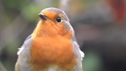 Robin Bird in the Garden 스톡 동영상 229707706