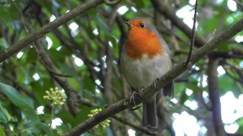 Robin Bird in the Garden Video stock 229707755