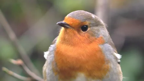 Robin Bird in the Garden 스톡 동영상 229707756