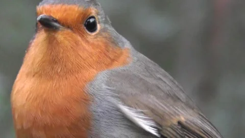 Robin Bird in the Garden Stock Footage 229707795