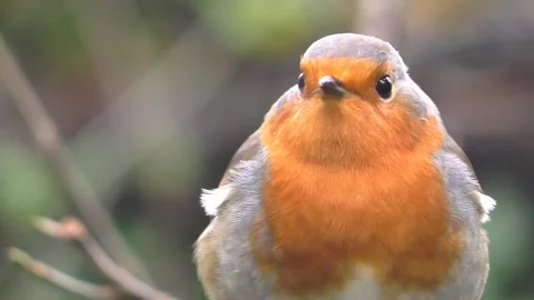 Robin Bird in the Garden Stock Footage 229707796