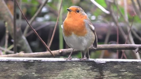 Robin Bird in the Garden Stock Footage 229707823