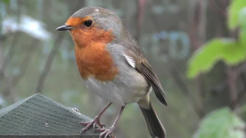 Robin Bird in the Garden Stock Footage 229707825