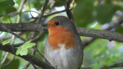 Robin Bird in the Garden Video stock 229707854