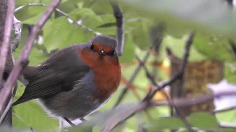 Robin Bird in the Garden Stock Footage 229707855