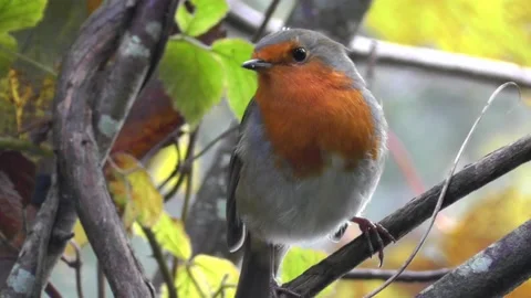 Robin Bird in the Garden Stock Footage 229707856