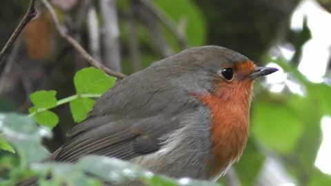 Robin Bird in the Garden Stock Footage 229707919