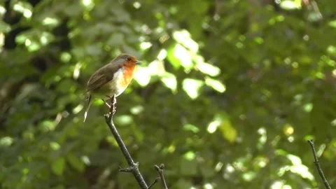 Robin Bird in the Garden Stock Footage 229707921
