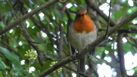 Robin Bird in the Garden Stock Footage 229707924