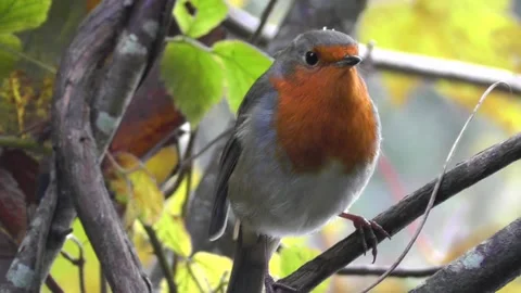 Robin Bird in the Garden Stock Footage 229707960