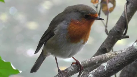 Robin Bird in the Garden Stock Footage 229707965