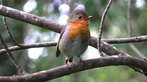 Robin Bird in the Garden Video stock 229707967