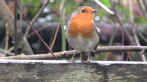 Robin Bird in the Garden Stock Footage 229707992